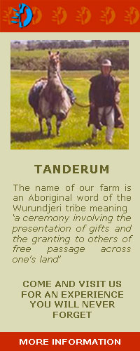 Tanderum Farm & the Llama Experience on French Island, Mornington Peninsula