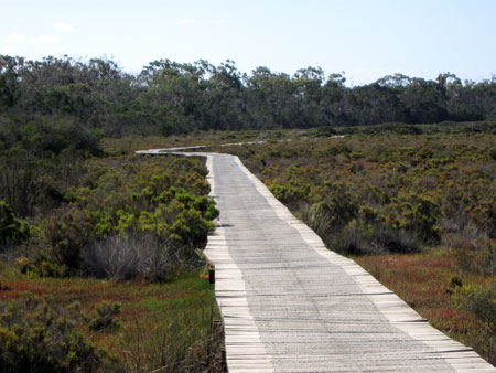 Bittern Coastal Wetlands Boardwalk