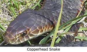 Copper Head Snake