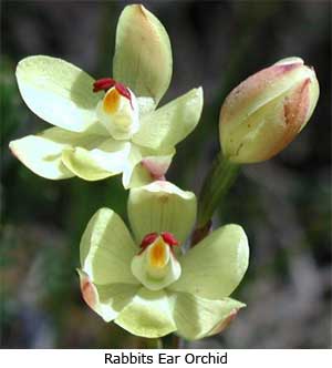 Rabbits Ear Orchid