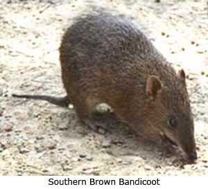 Southern Brown Bandicoot