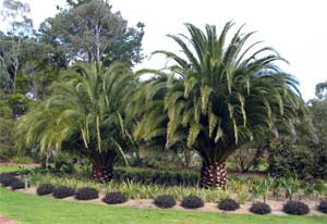 Beautiful palm trees at the Elisabeth