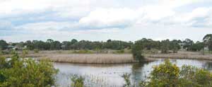 Seaford Wetlands - fill of amazing bird life