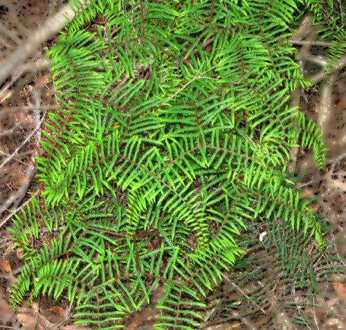 Australian Native Coral Fern at Kings Falls Walk