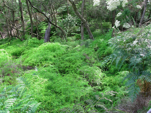 Australian Native Ferns