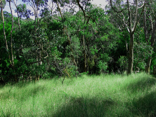 Grassland at the Kings Falls Walk