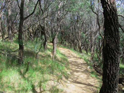 The track at Kings Falls Walk