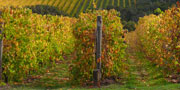 Wineries around Mornington Peninsula